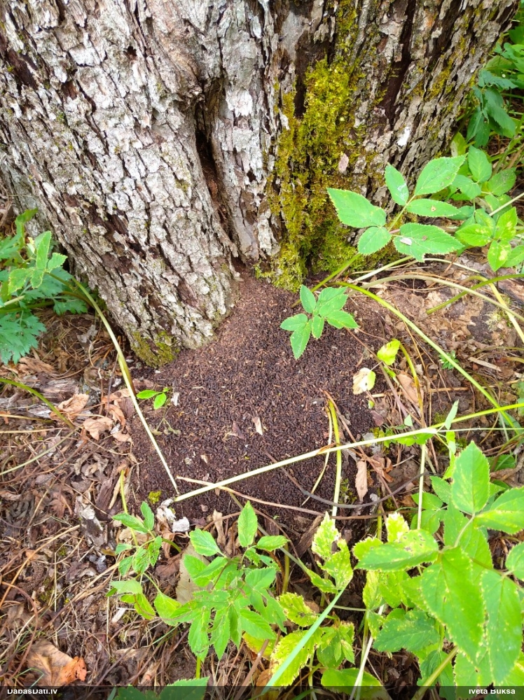 Skarabejs (nenoteikts)