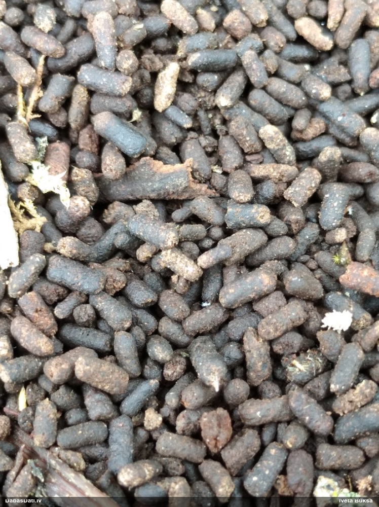 Skarabejs (nenoteikts)