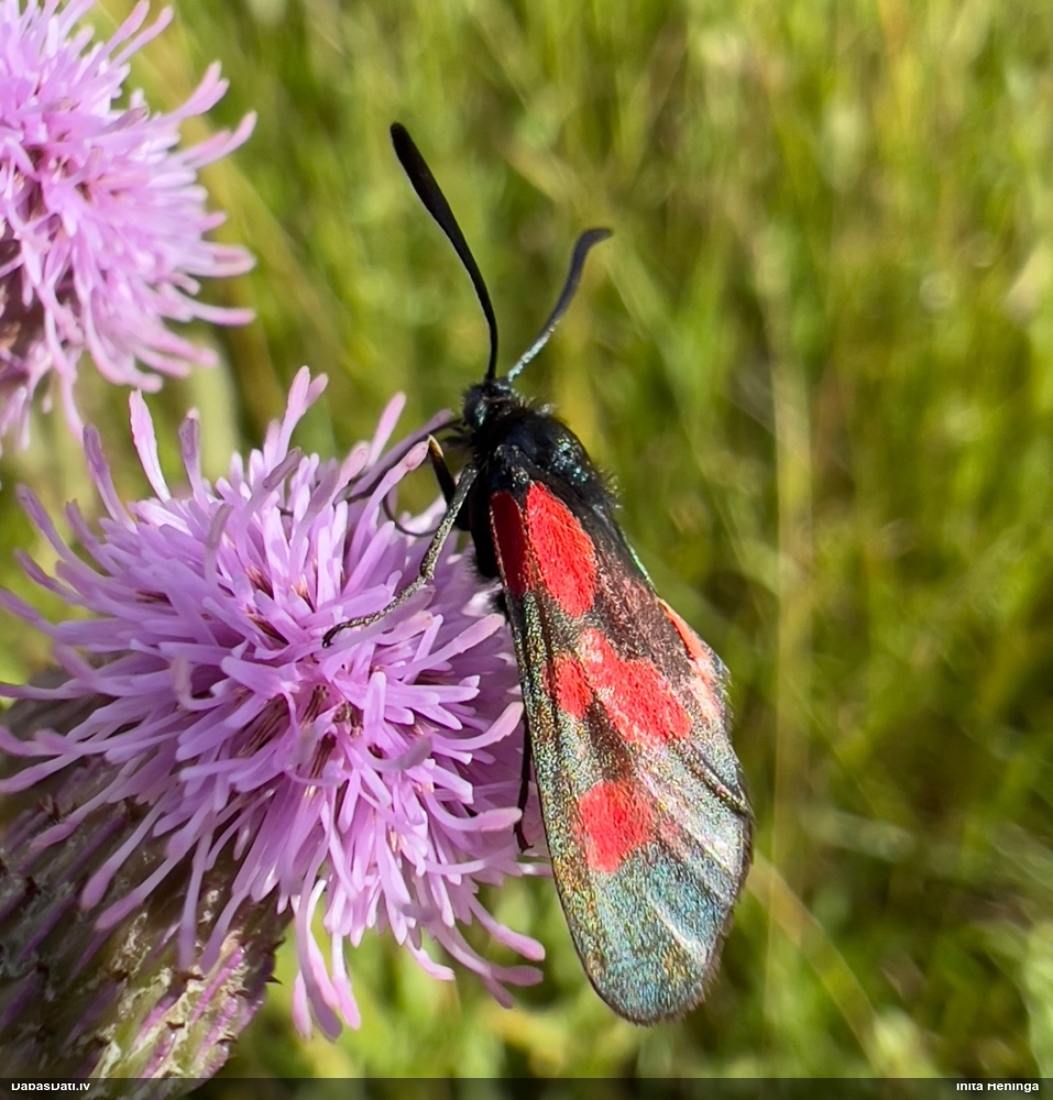 Raibspārnis Zygaena sp.
