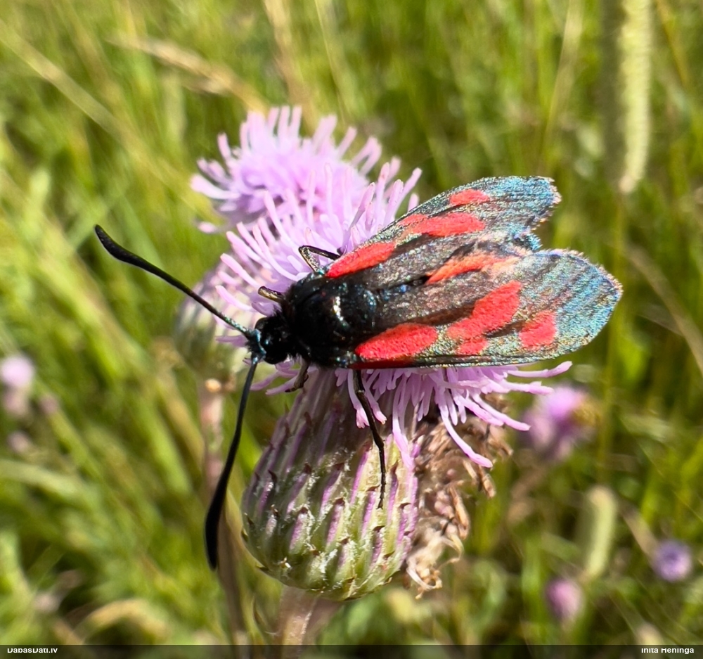 Raibspārnis Zygaena sp.