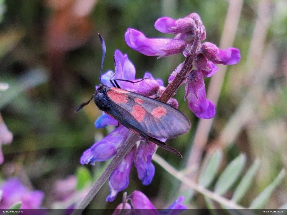 Raibspārnis Zygaena sp.