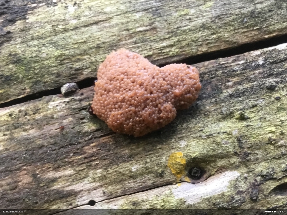 Aveņgļotsēne (nenoteikta)