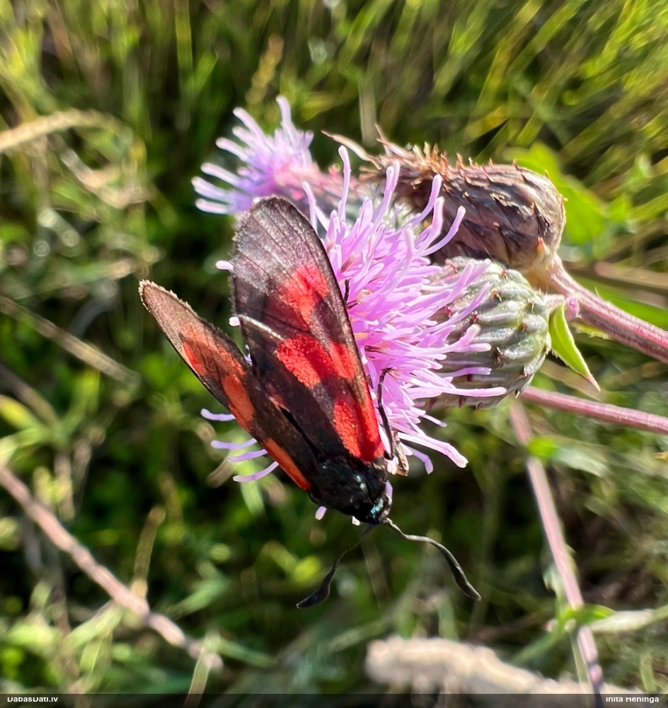 Raibspārnis Zygaena sp.