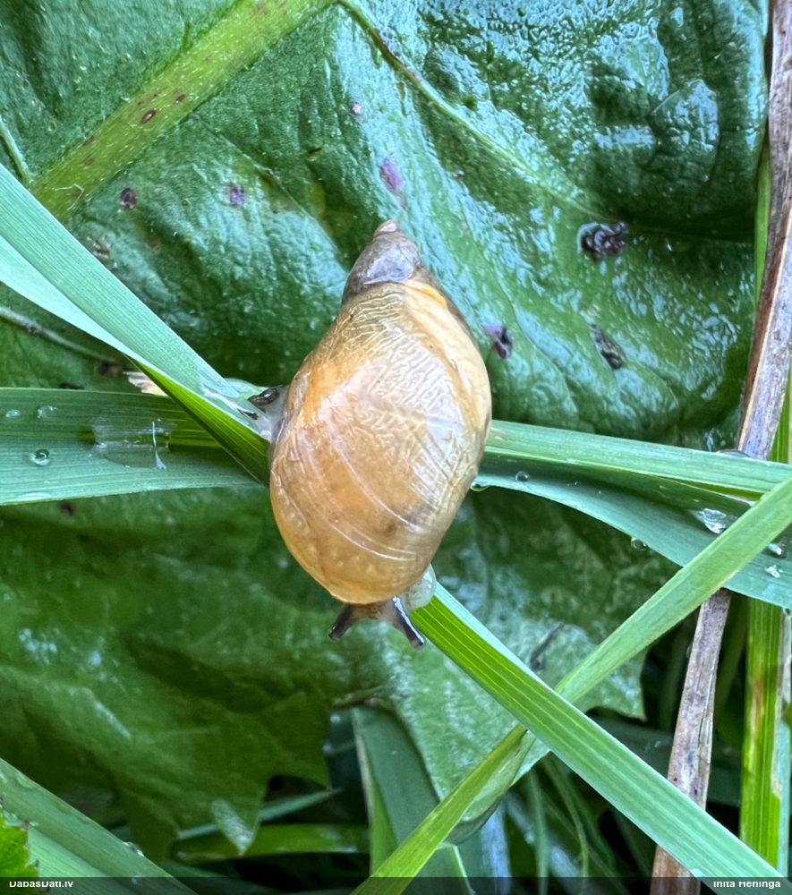 Dzintargliemezis Succinea sp.