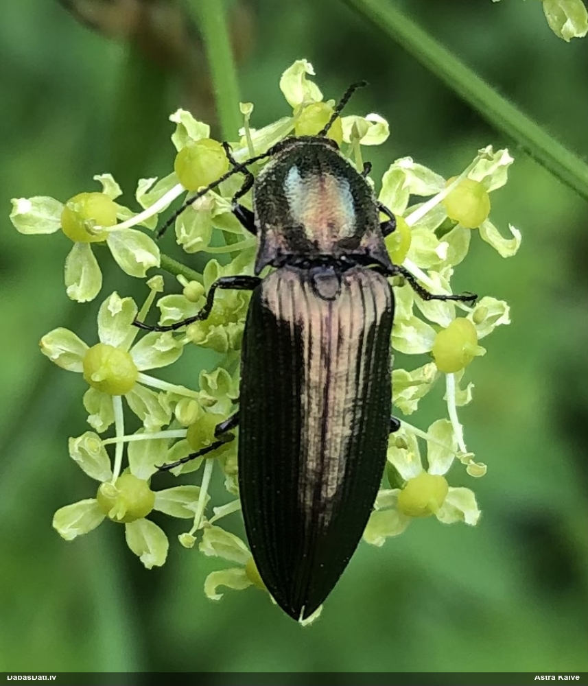 Sprakšķis Ctenicera pectinicornis