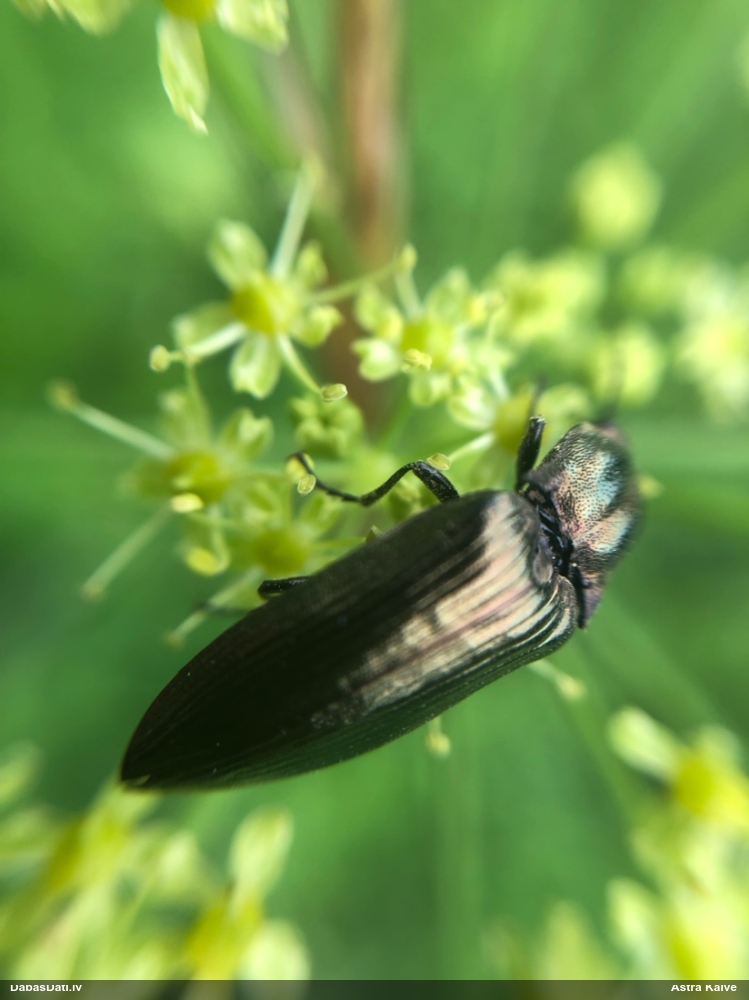 Sprakšķis Ctenicera pectinicornis