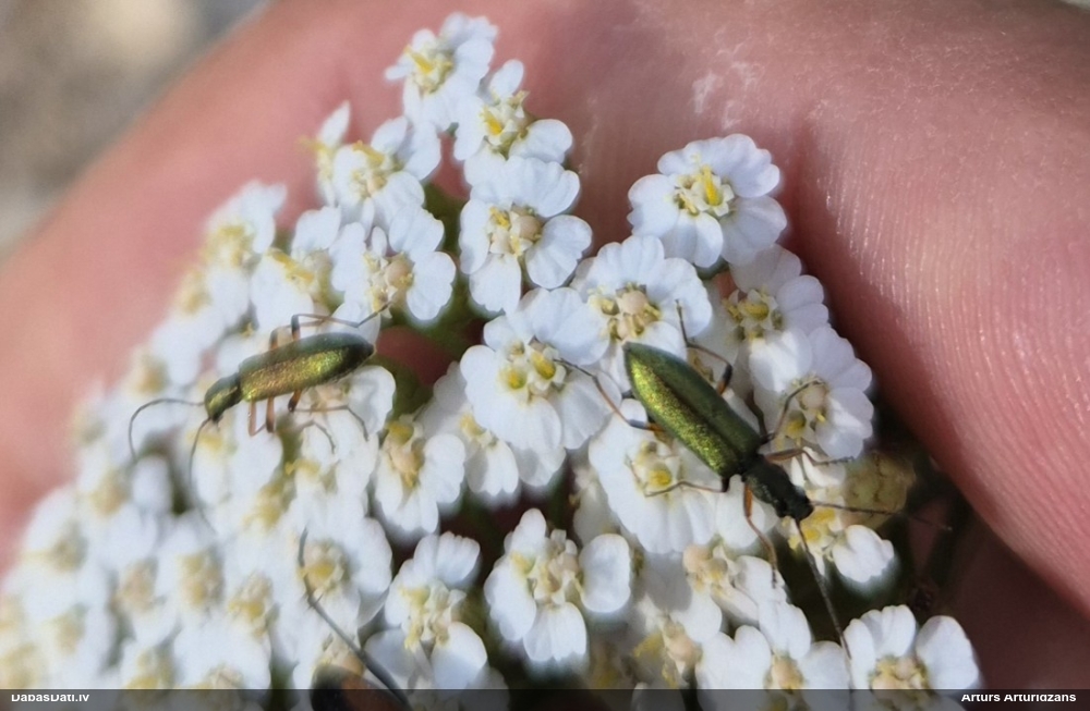 Māņkoksngrauzis Chrysanthia geniculata