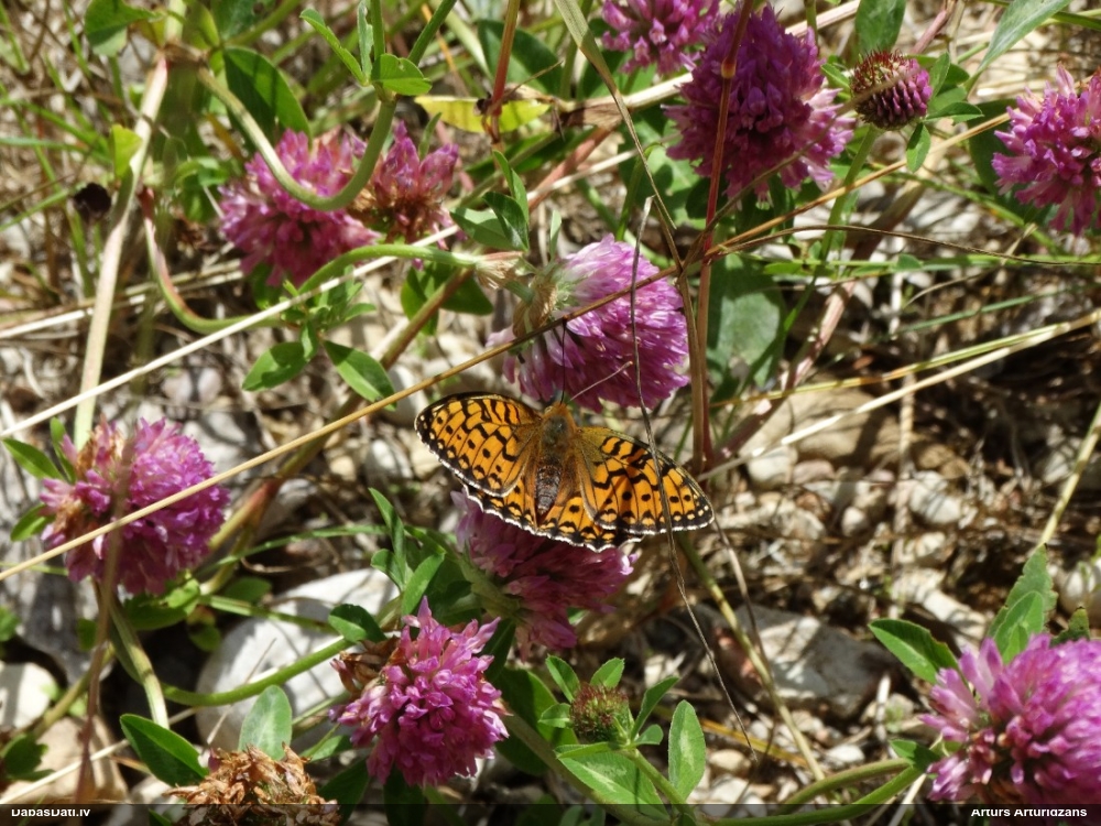Parastais perlamutra raibenis