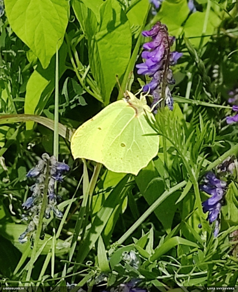 Krūkļu baltenis, citrontauriņš