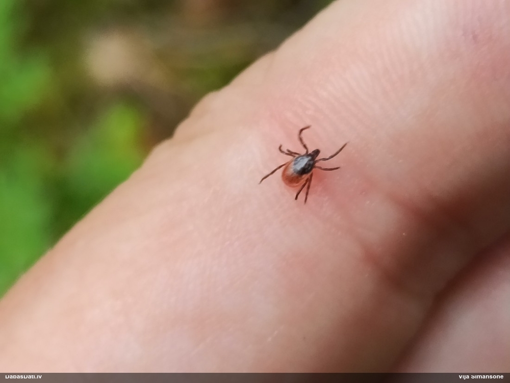 Ganībērce Ixodes sp.
