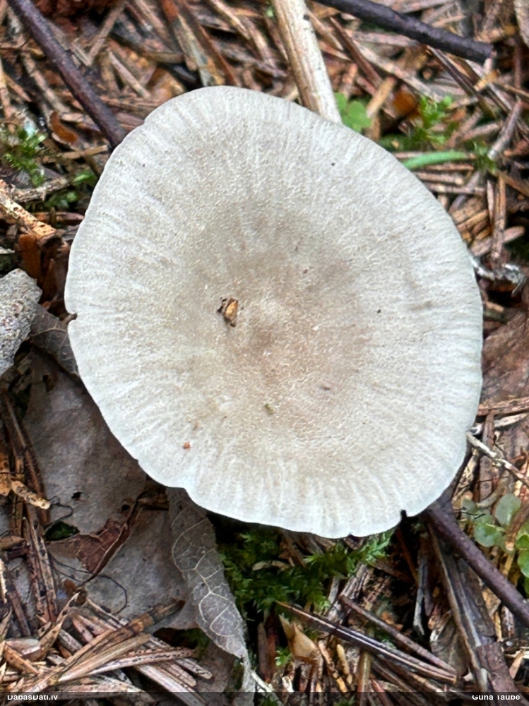 Kātiņpiepe (nenoteikta)