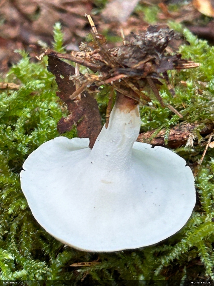 Kātiņpiepe (nenoteikta)