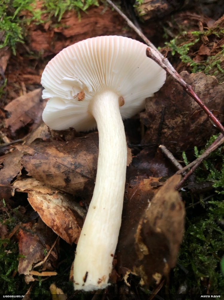 Bērzlape (nenoteikta)