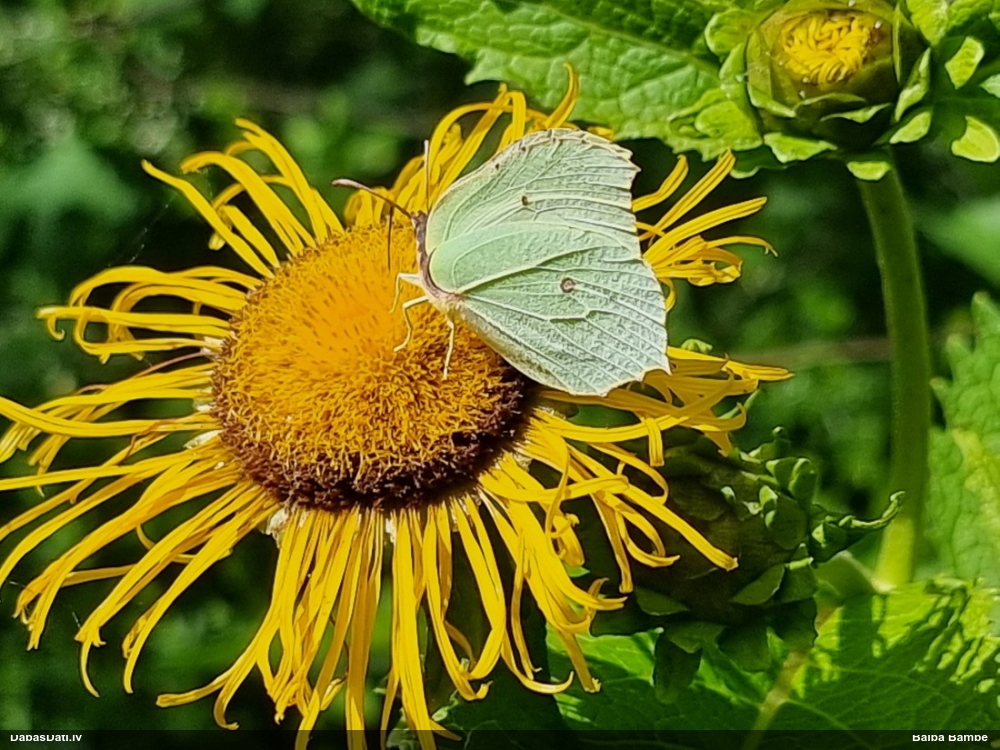 Krūkļu baltenis, citrontauriņš