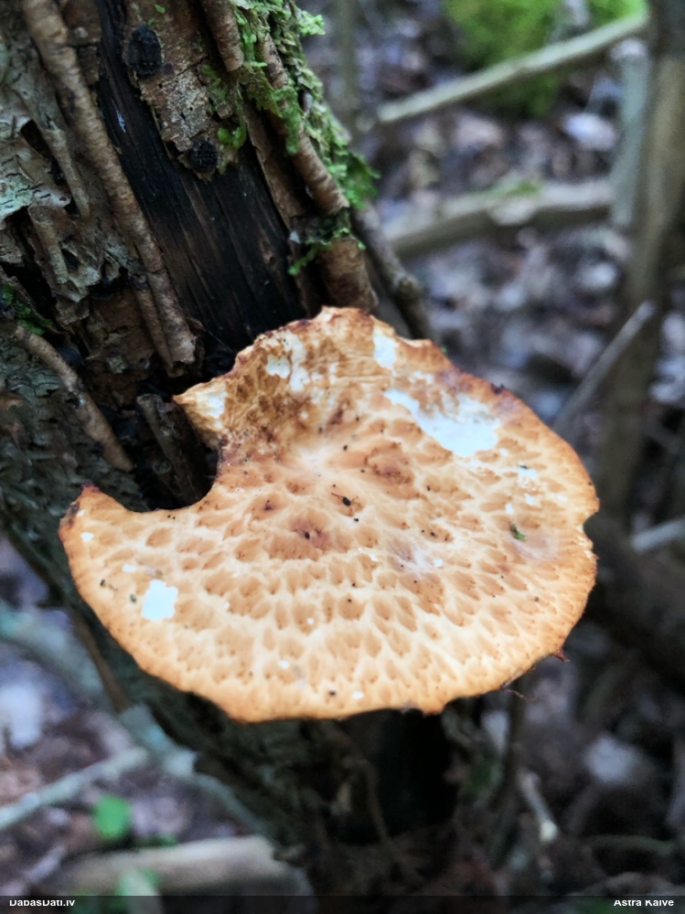 Bumbuļu kātiņpiepe