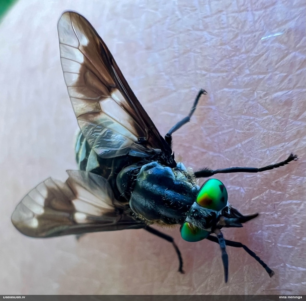 Zeltacis Chrysops sp.