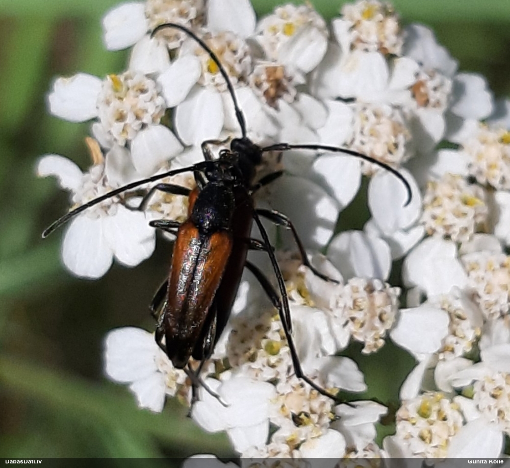 Koksngrauzis Stenurella melanura