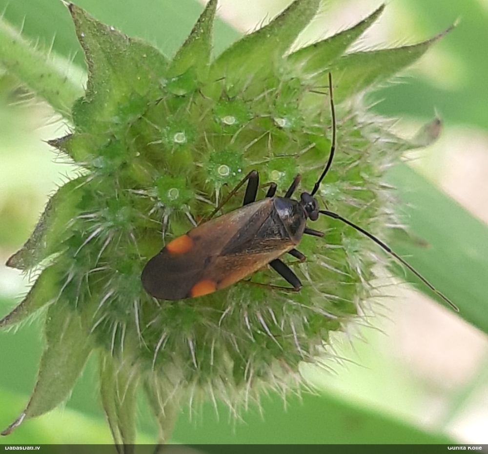 Mīkstblakts Adelphocoris seticornis