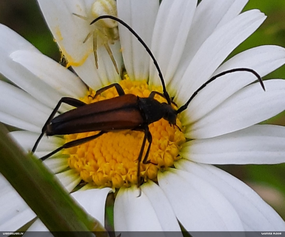 Koksngrauzis Stenurella melanura