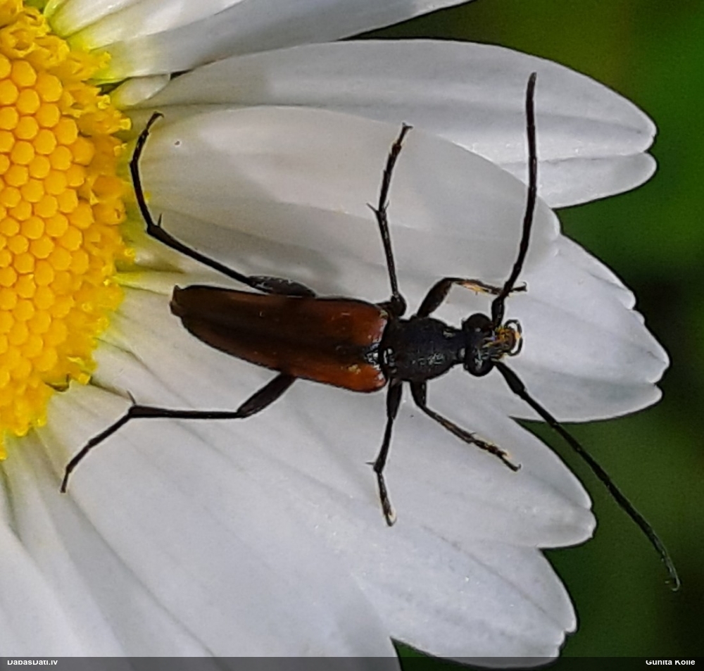 Koksngrauzis Stenurella melanura