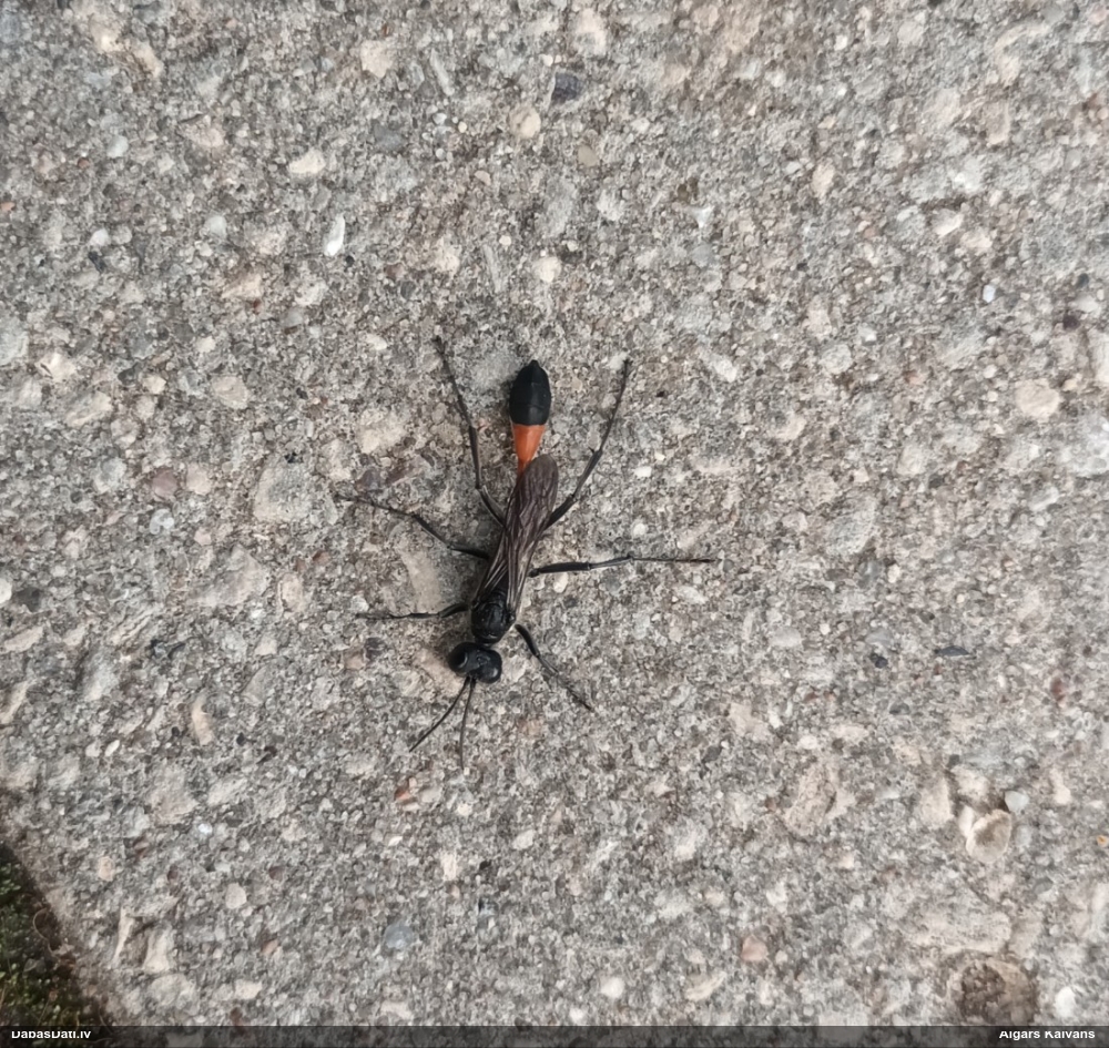 Racējlapsene Ammophila sp.