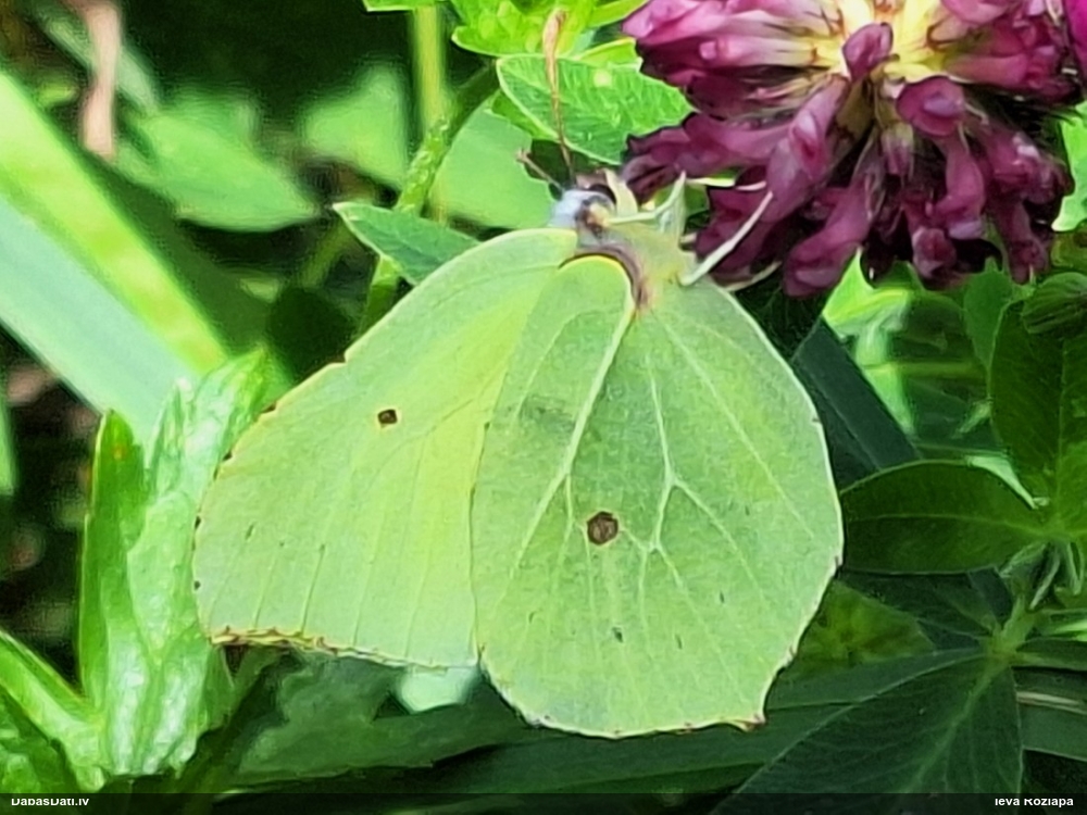 Krūkļu baltenis, citrontauriņš