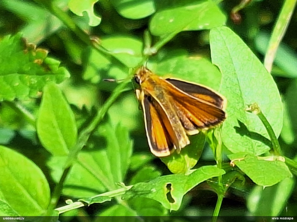 Pļavas resngalvītis (nenoteikts)
