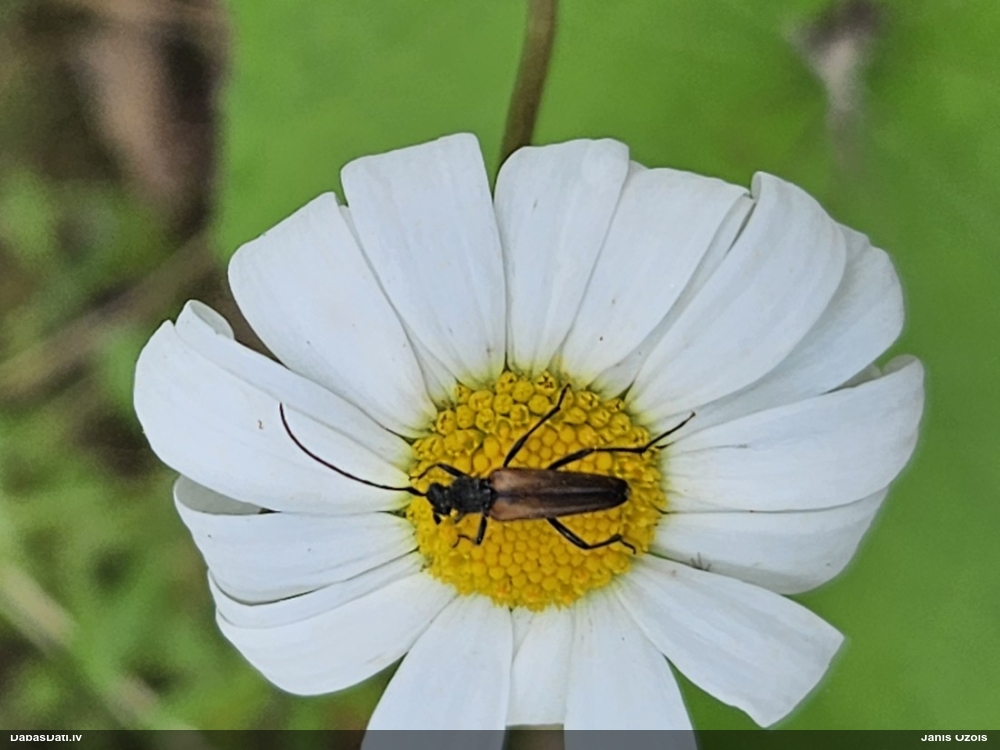 Koksngrauzis Stenurella sp.