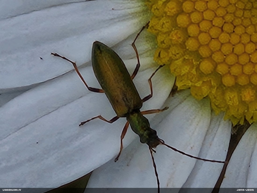 Māņkoksngrauzis Chrysanthia geniculata