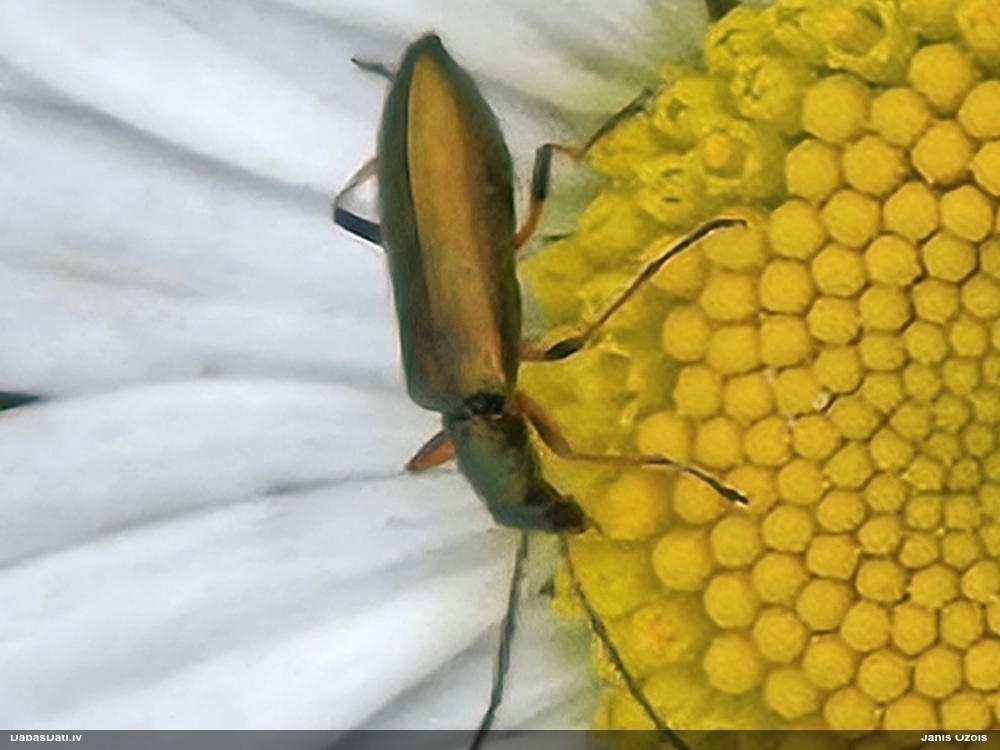 Māņkoksngrauzis Chrysanthia geniculata