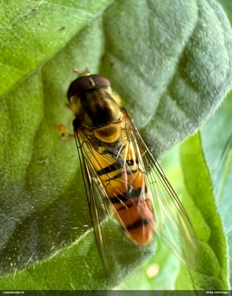 Ziedmuša Episyrphus balteatus