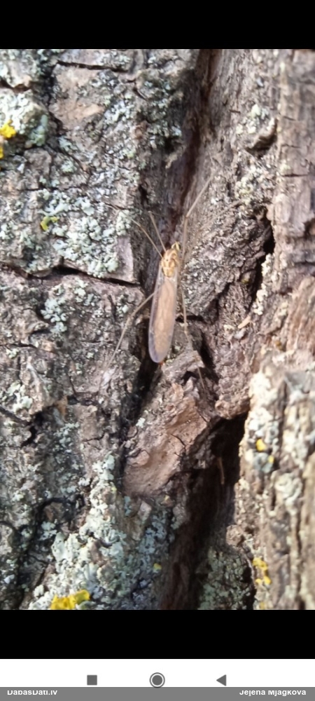 Garkājods Nephrotoma sp.