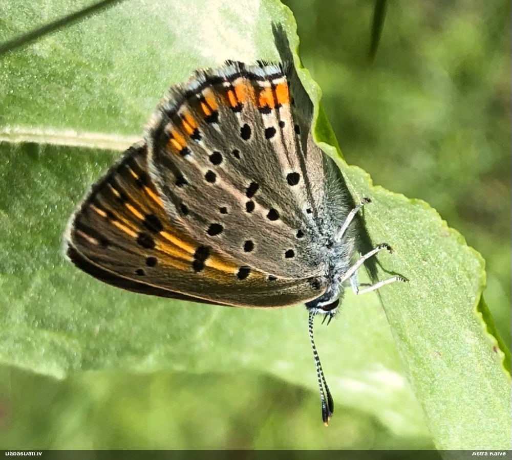 Violetais zeltainītis