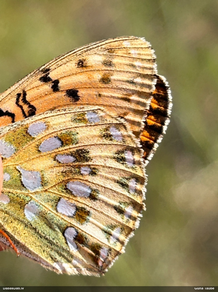 Parastais perlamutra raibenis