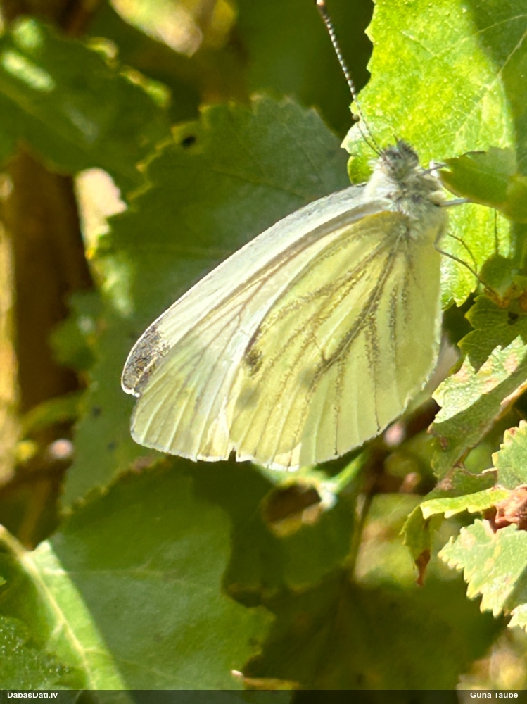 Kāļu baltenis