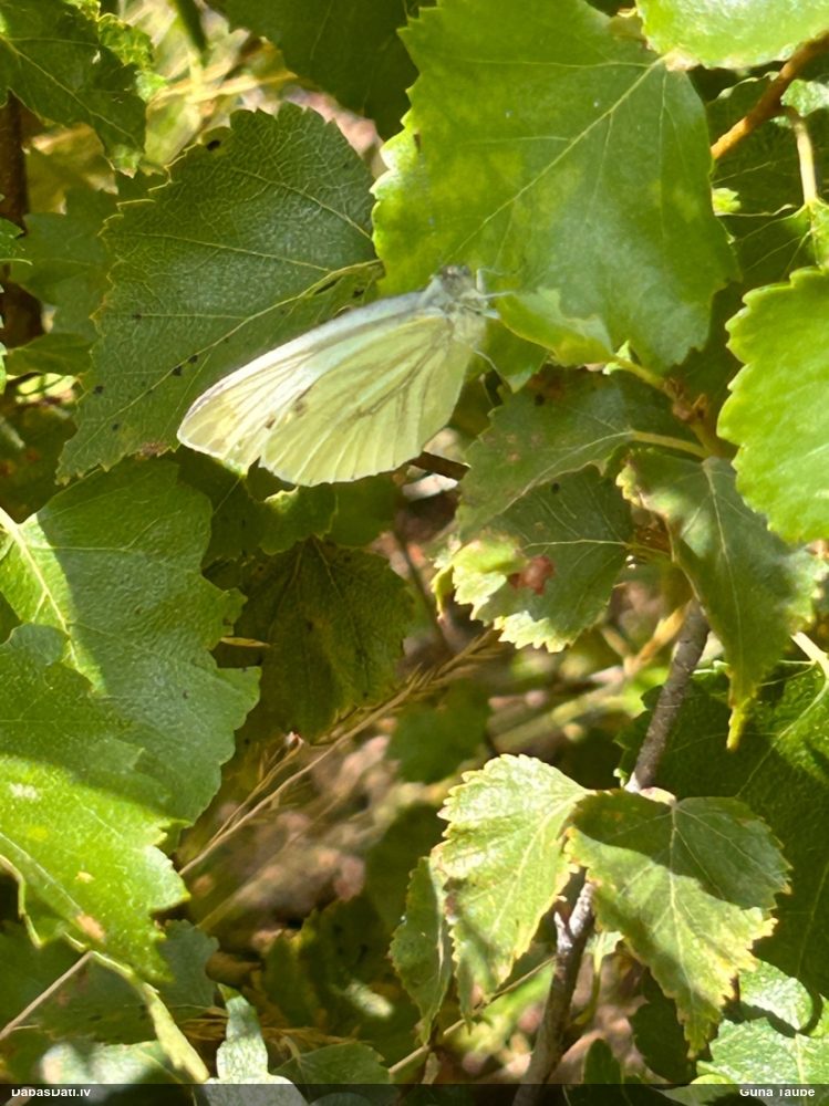 Kāļu baltenis