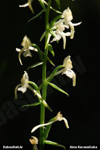 Zaļziedu naktsvijole