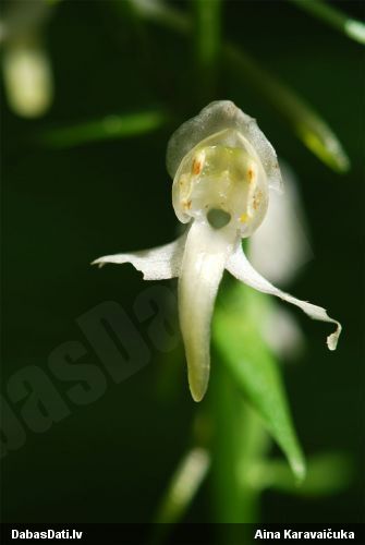 Zaļziedu naktsvijole