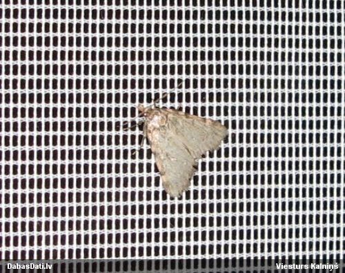 Svilnis Aglossa pinguinalis