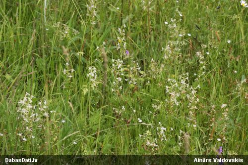 Greater Butterfly-orchid