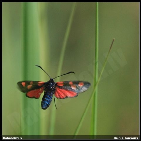 Raibspārnis Zygaena sp.