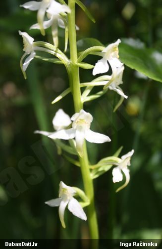 Zaļziedu naktsvijole