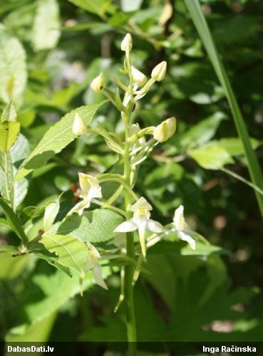 Zaļziedu naktsvijole