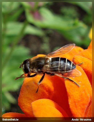 Ziedmuša Eristalis tenax