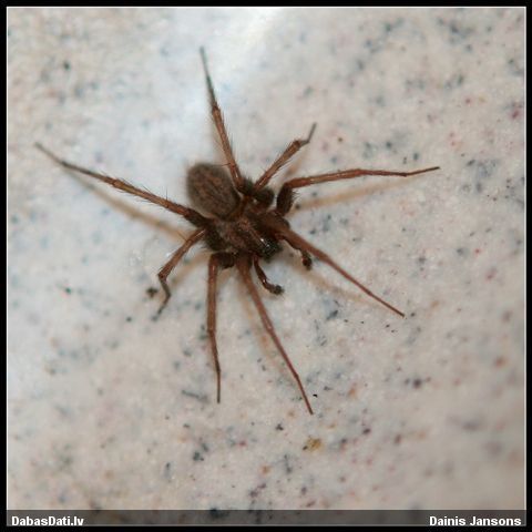 Piltuvjzirneklis Tegenaria sp.