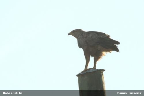 Mazais ērglis