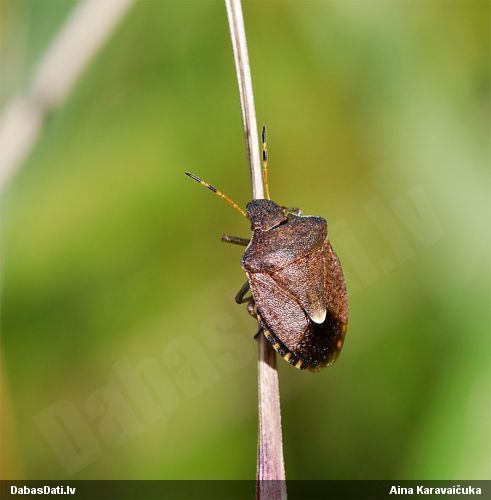 Vairogblakts Peribalus strictus
