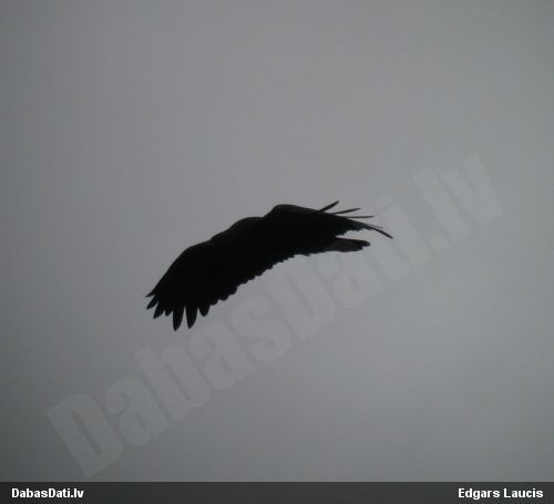 Mazais ērglis