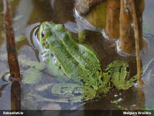 Zaļā/dīķa varde Pelophylax sp.