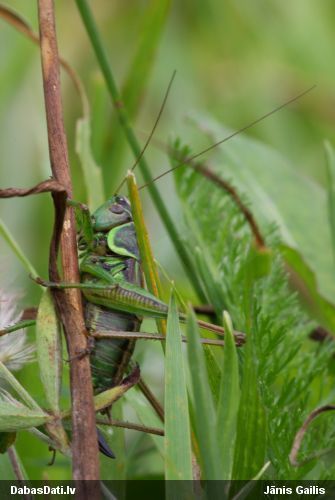 Sienāzis Metrioptera roeselii